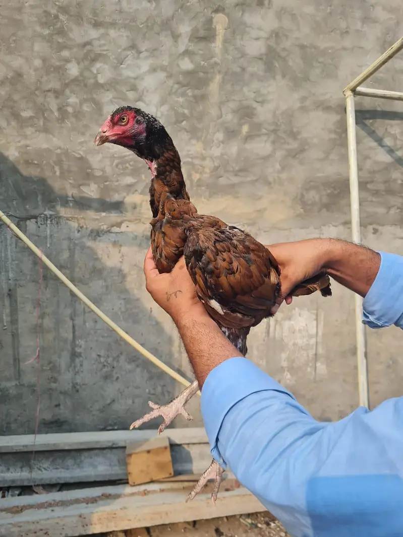 Home breed ki (8) pathiya Maa baap b majood han (03157087386) — photo 8