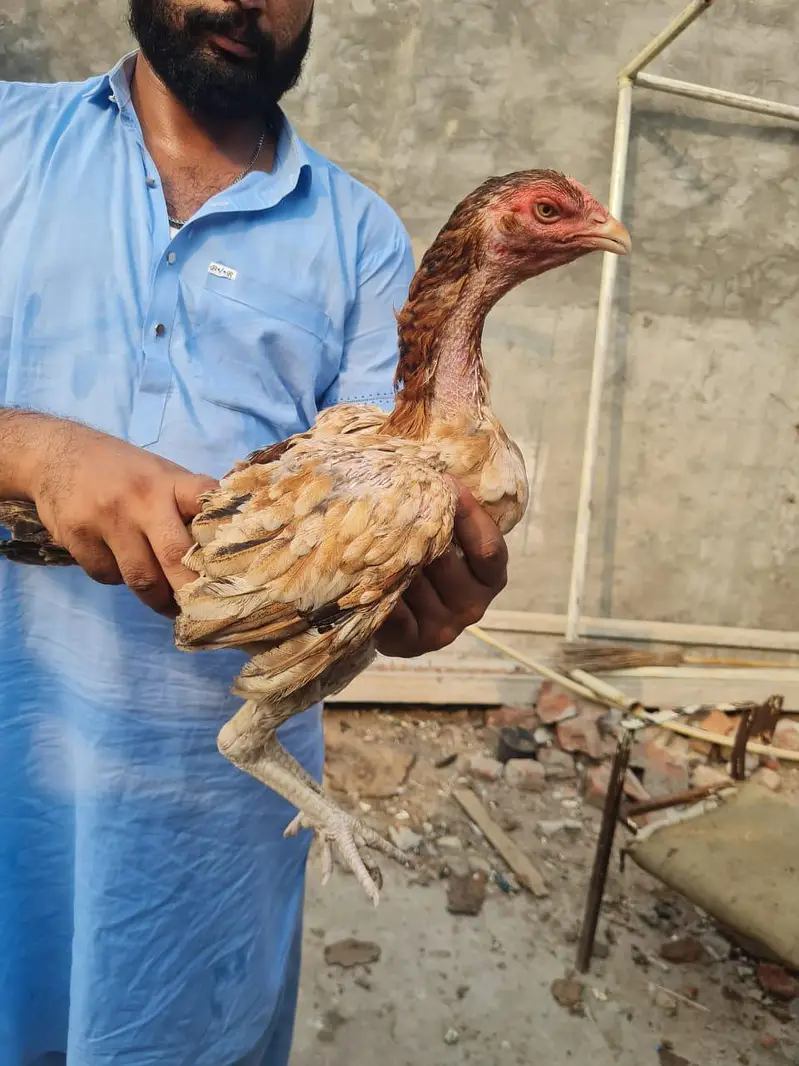 Home breed ki (8) pathiya Maa baap b majood han (03157087386) — photo 10