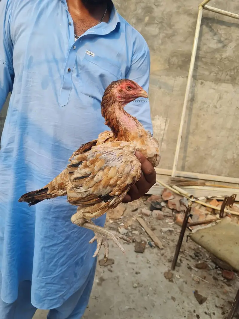 Home breed ki (8) pathiya Maa baap b majood han (03157087386) — photo 11