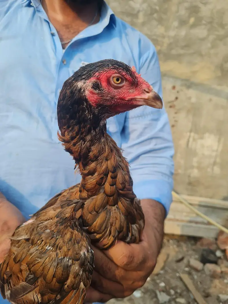 Home breed ki (8) pathiya Maa baap b majood han (03157087386) — photo 12