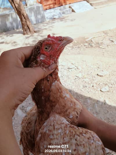 Cheeni Brown Murghi with Chicks