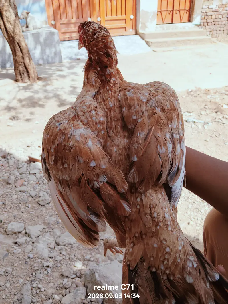 Cheeni Brown Murghi with Chicks — photo 3