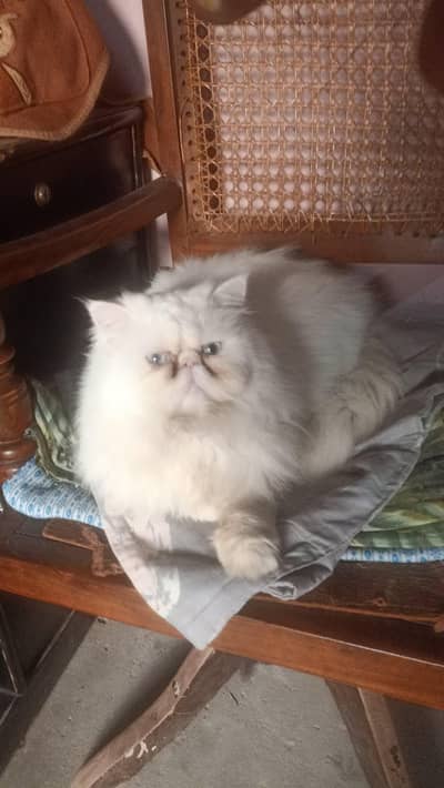 extreme triple coated and piki face male cat