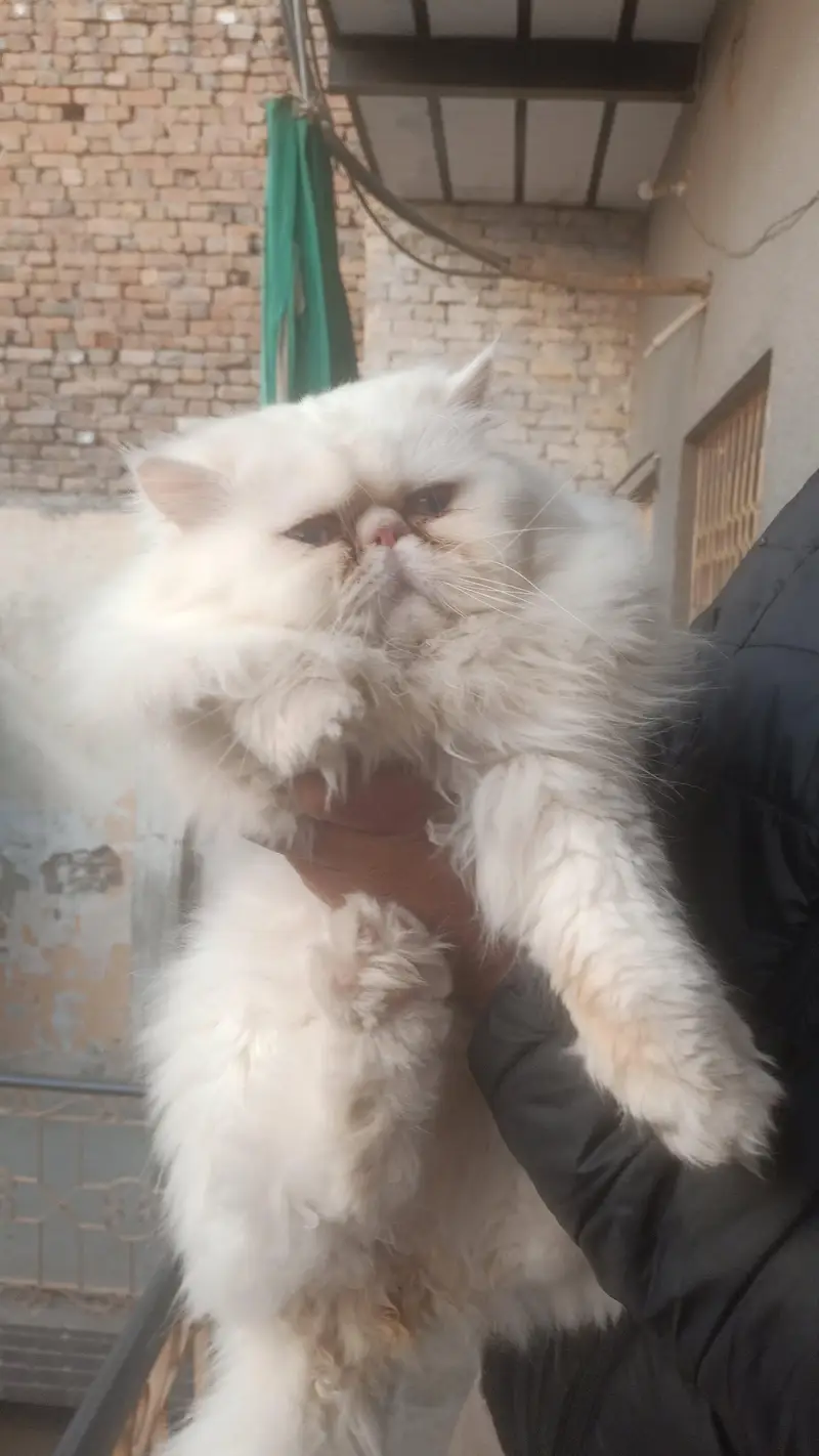 extreme triple coated and piki face male cat — photo 2