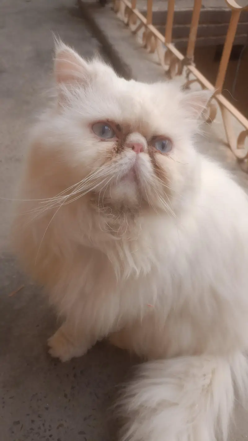 extreme triple coated and piki face male cat — photo 3