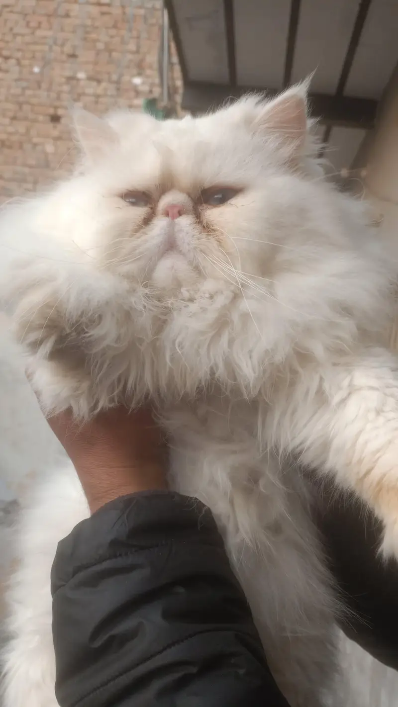 extreme triple coated and piki face male cat — photo 4