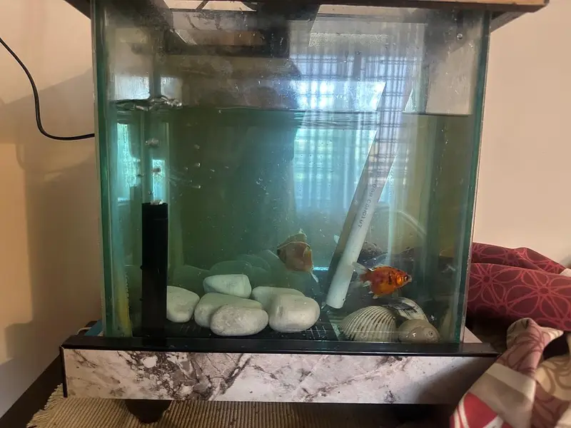 Fish aquarium with two fishes and pump