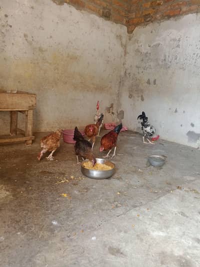 Golden Misri hen urgent sale