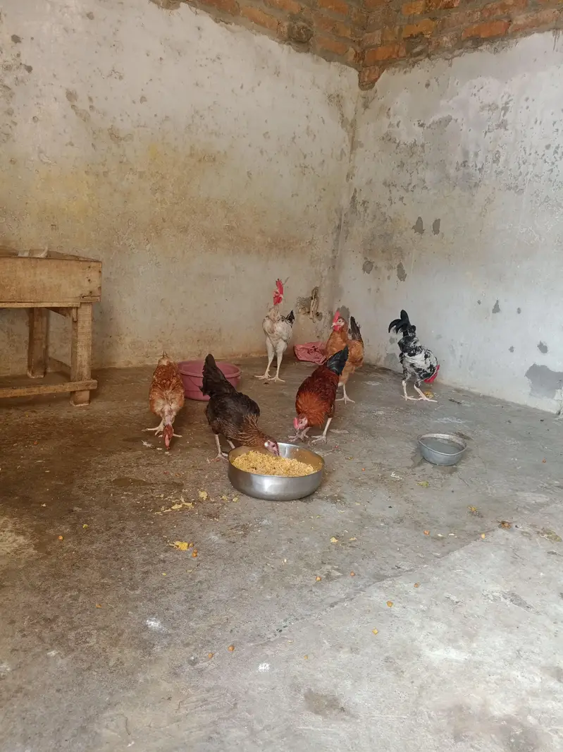 Golden Misri hen urgent sale — photo 2