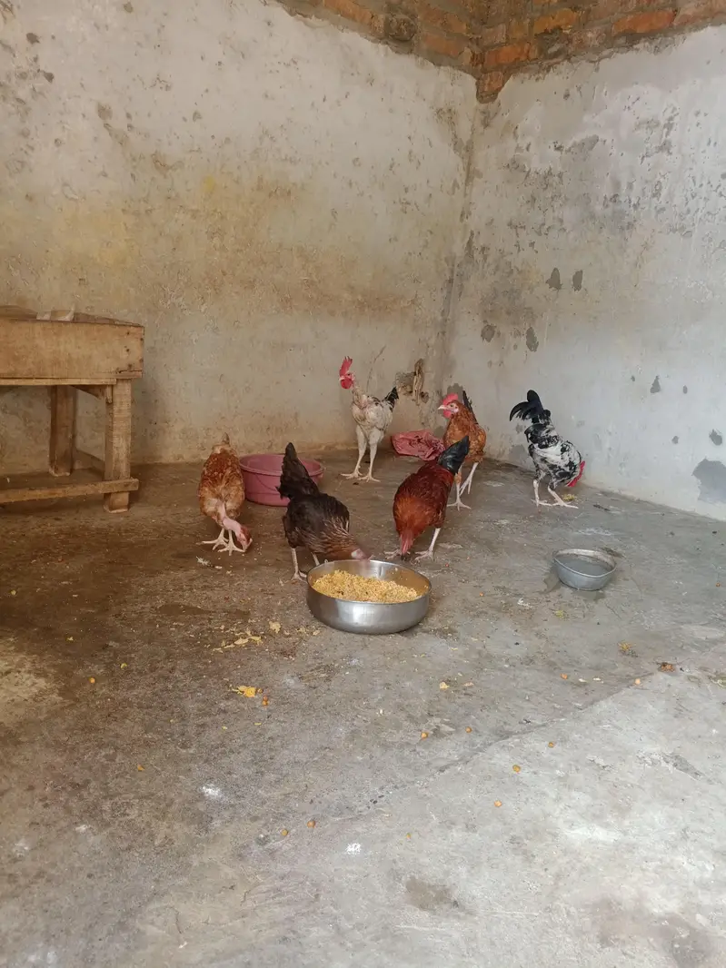 Golden Misri hen urgent sale — photo 3