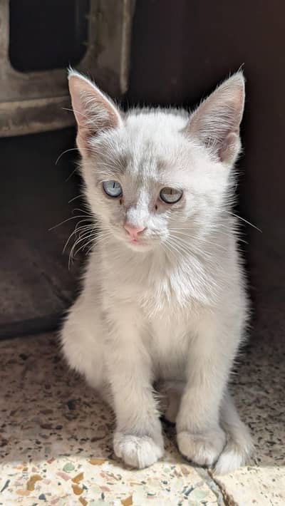 Turkish odd eyes kitten
