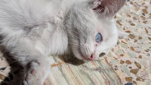 Turkish odd eyes kitten