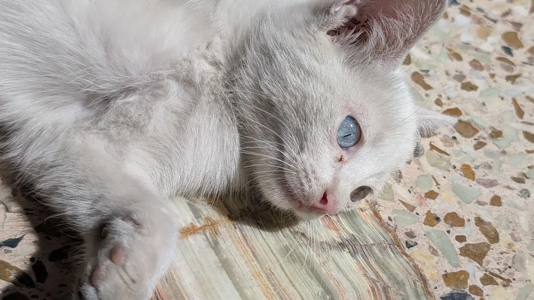 Turkish odd eyes kitten — photo 2