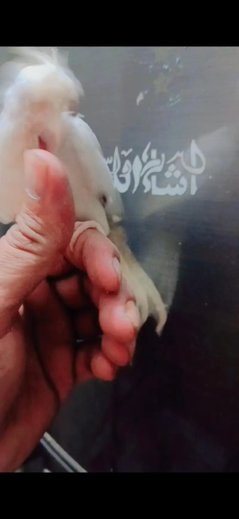 Wellington kara ha. mitho. baty. ur nam b lyyta ha — photo 2