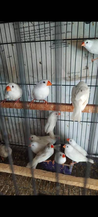 strawberry, zebra , snow white zebra finches