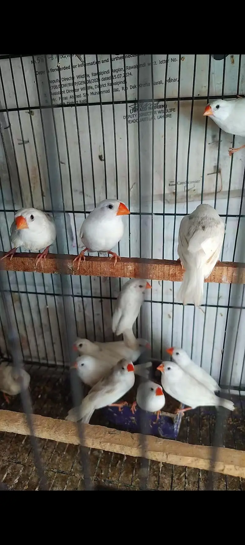 strawberry, zebra , snow white zebra finches
