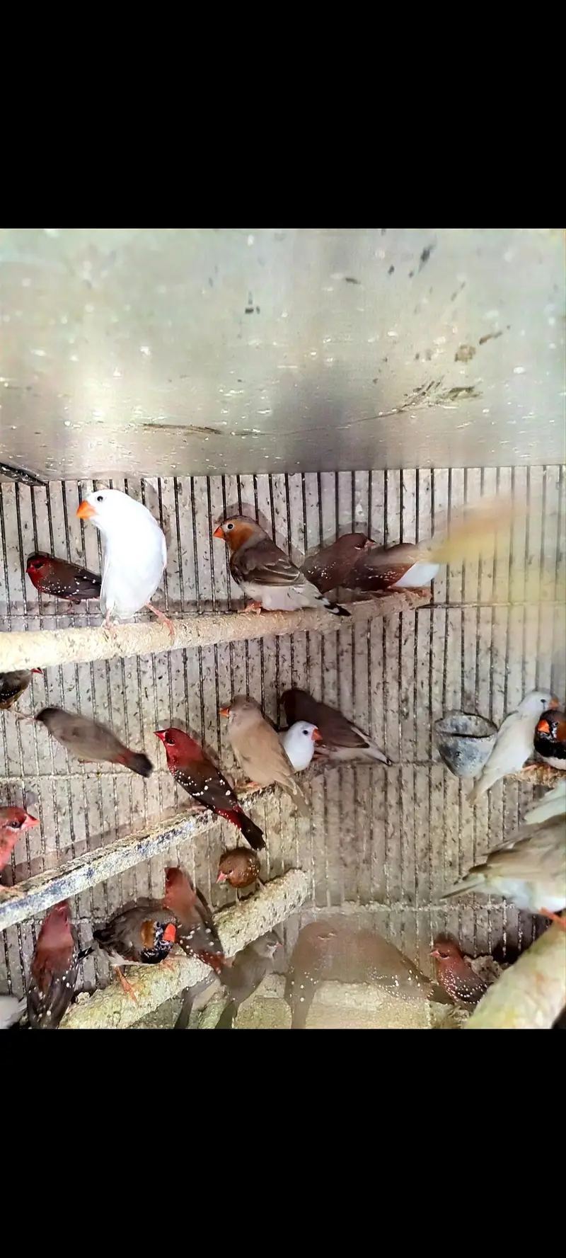 strawberry, zebra , snow white zebra finches — photo 2