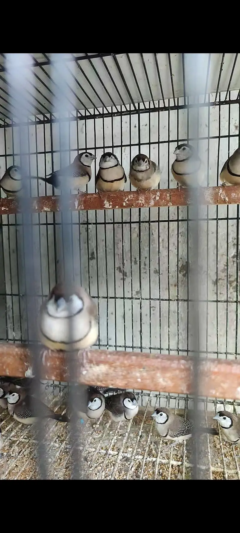 strawberry, zebra , snow white zebra finches — photo 3