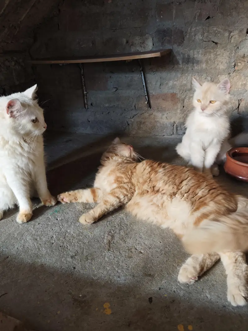 Persian Billa or Billiyan — photo 2