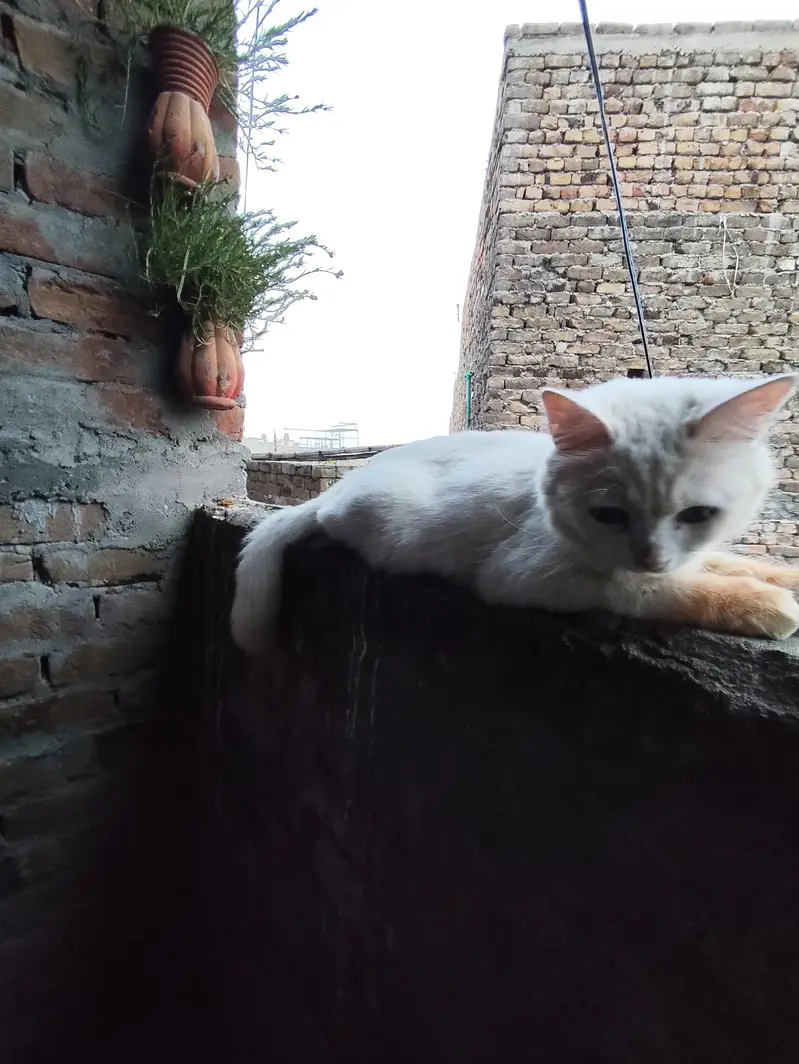 Persian Billa or Billiyan — photo 6