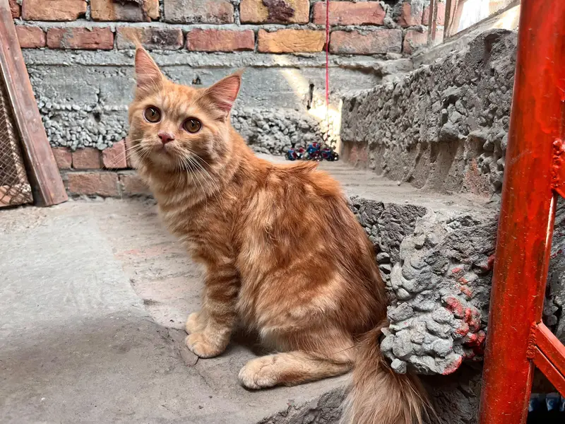 Persian Billa or Billiyan — photo 9