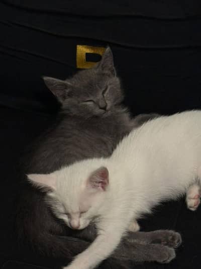 kittens