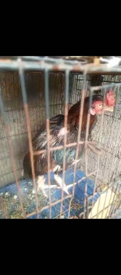 aseel 2 pairs with 4 other desi murgess