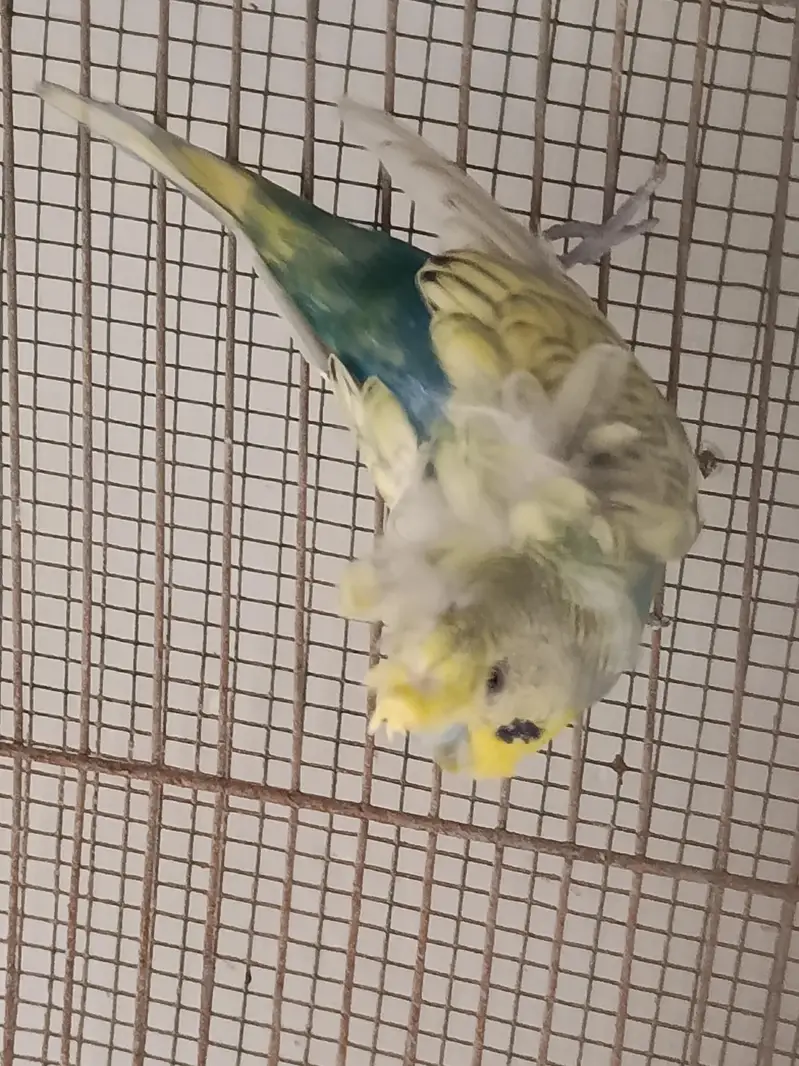 hogoromo double flowers males — photo 5