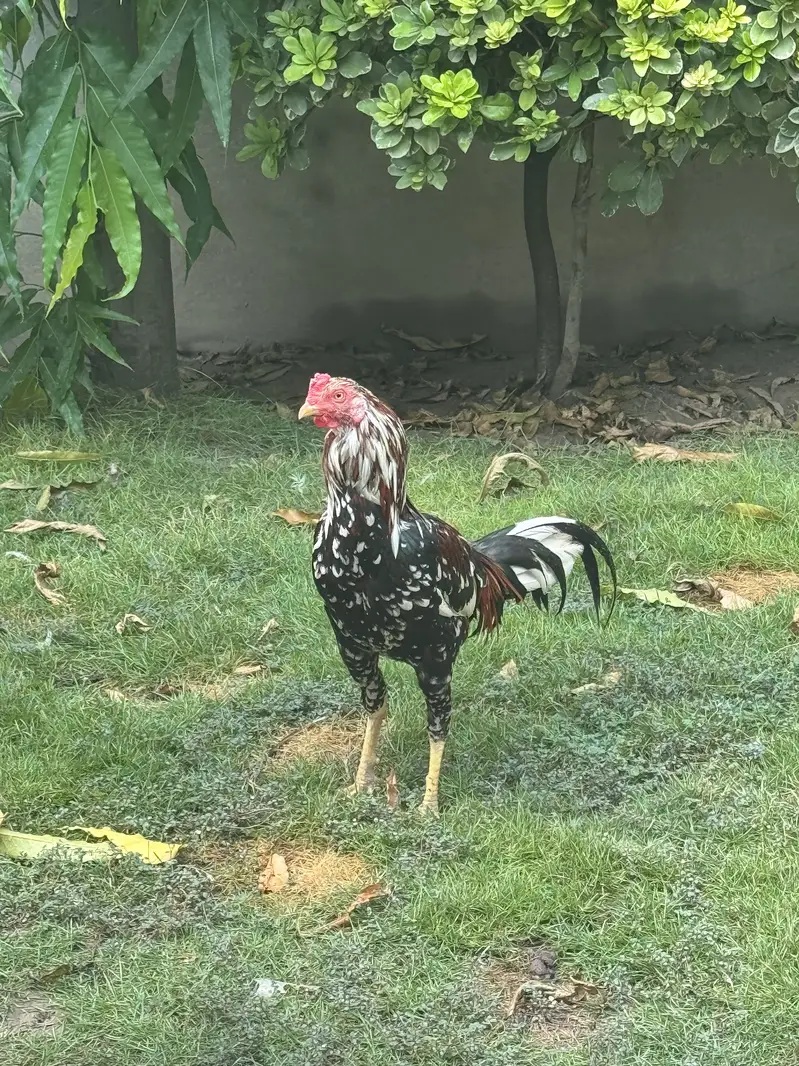 Miamwalli Aseel Patha — photo 2