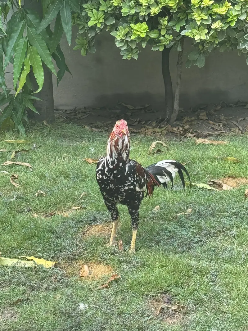Miamwalli Aseel Patha — photo 3