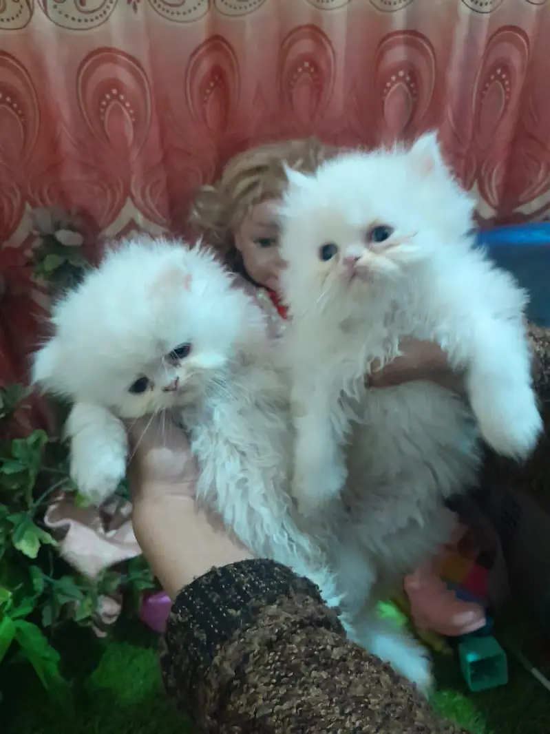 Persian kitten for urgent sale triple cod WhatsAp o/3/4/o/1/4/3/o/o/37 — photo 2