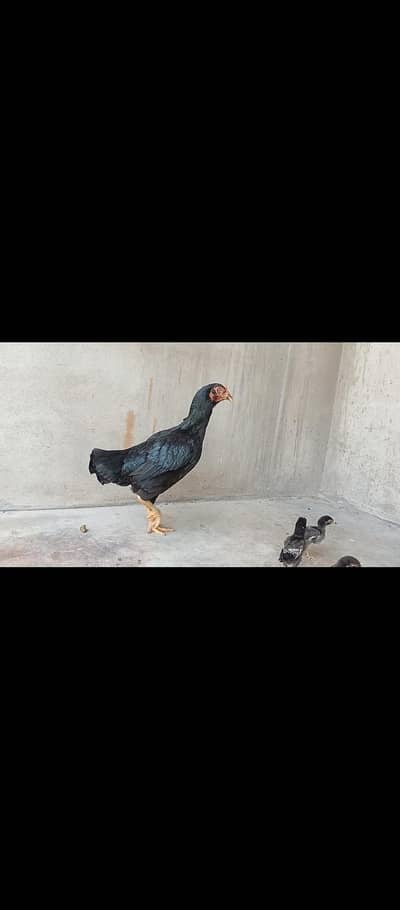 aseel mushka pathy  in low price