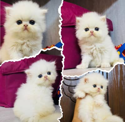 Low Price Kittens/White Persian Kitten/Cats/Male/Female