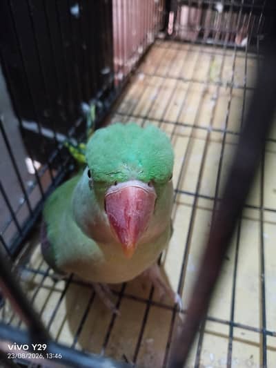 1 pair raw parrot pathy available(damage)