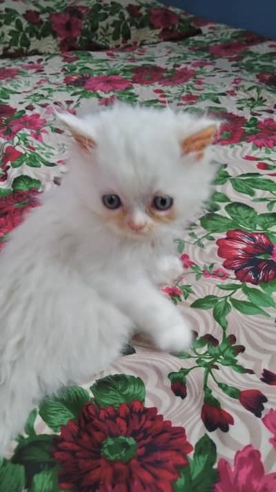 percian playful kittens