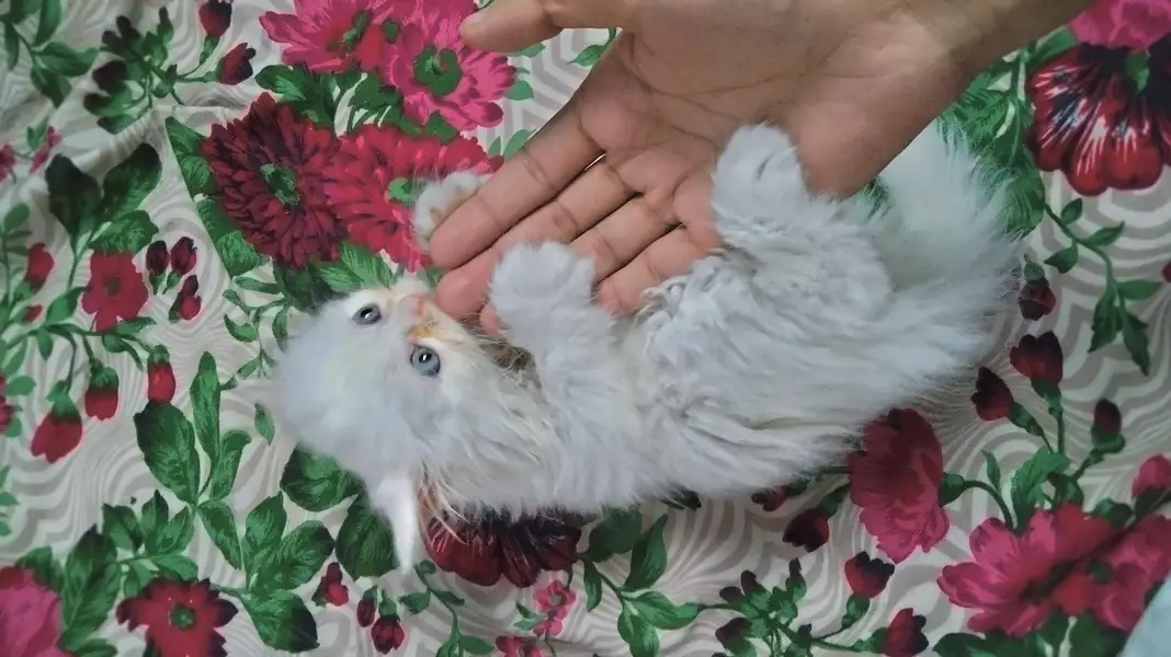 percian playful kittens — photo 2