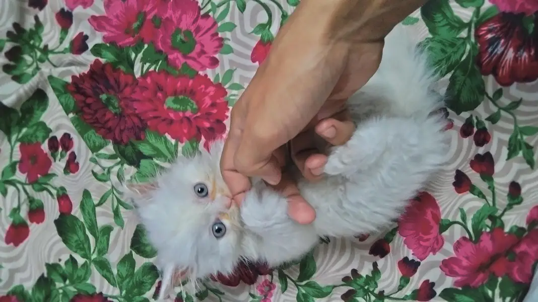 percian playful kittens — photo 3