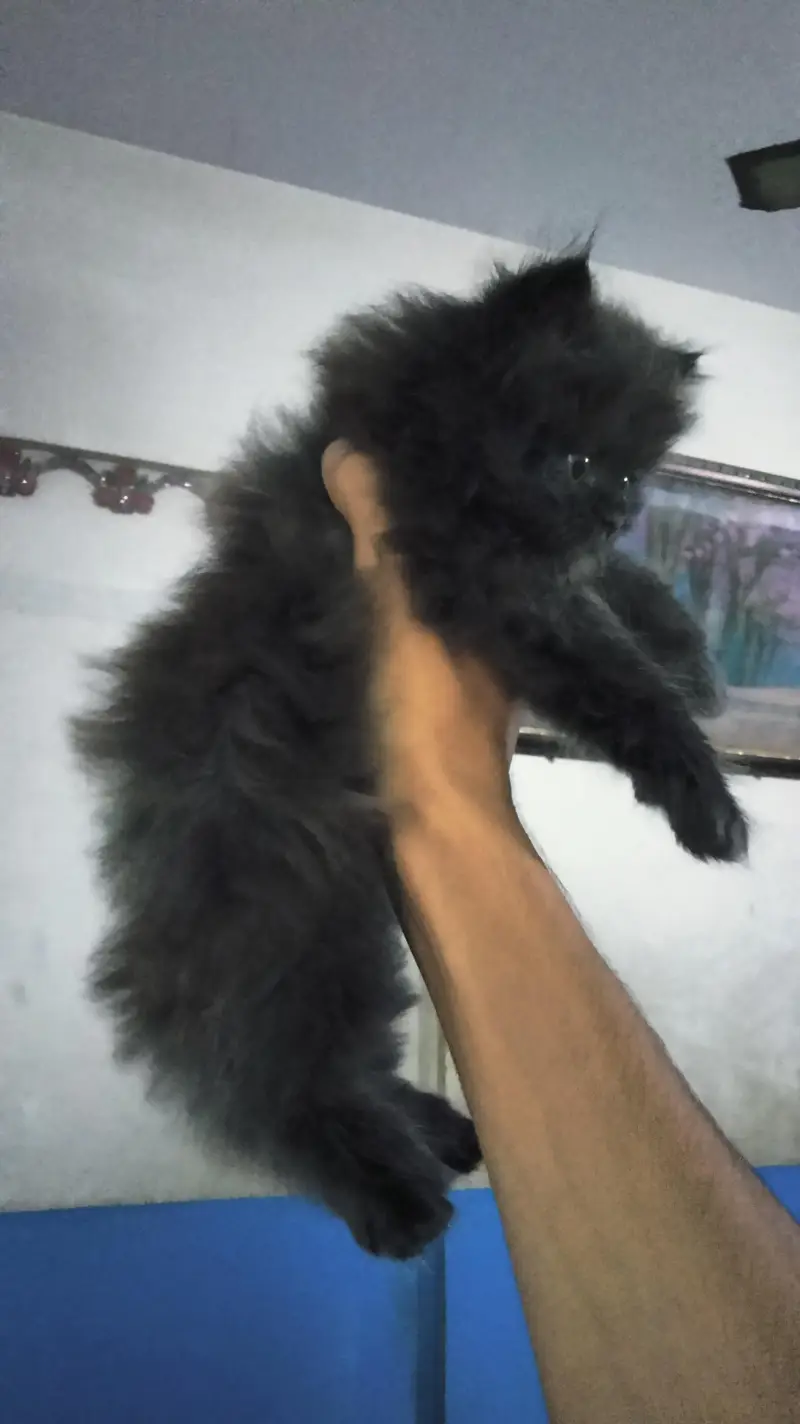 percian playful kittens — photo 4