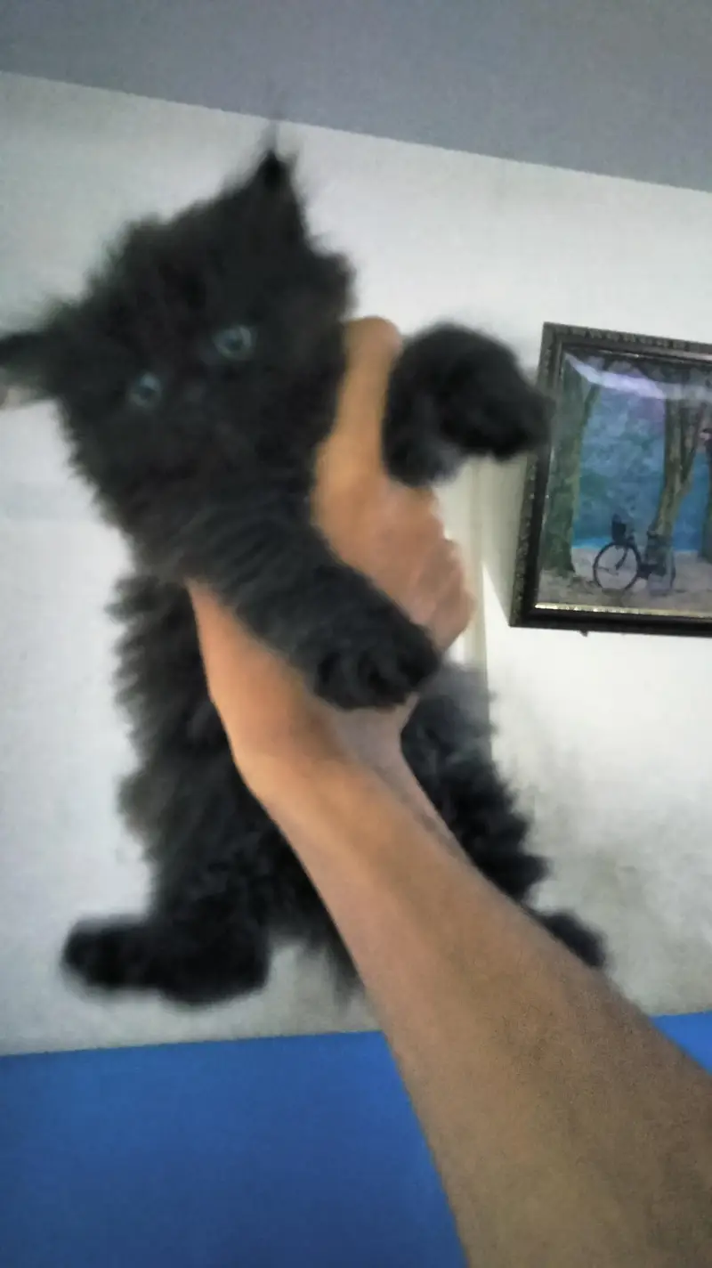 percian playful kittens — photo 5