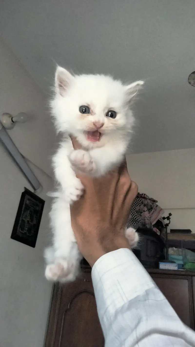 percian playful kittens — photo 6