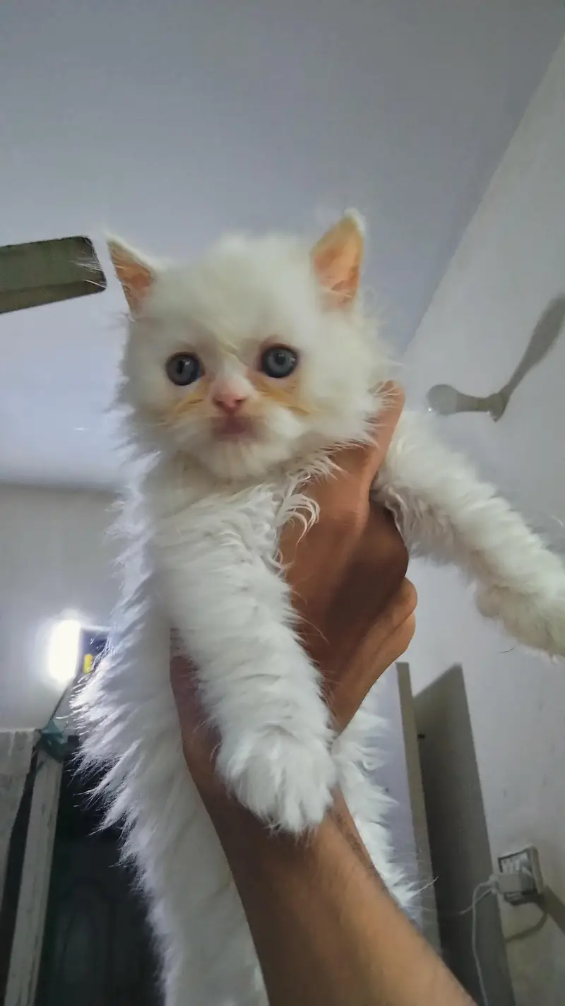 percian playful kittens — photo 7