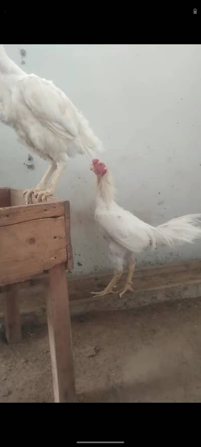 Qandari pair