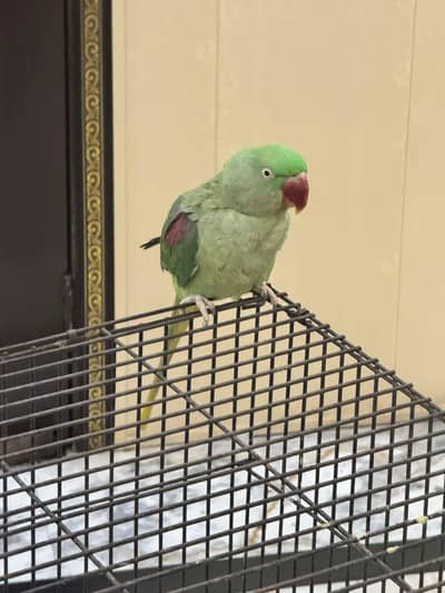 Beautiful Parrots for Sale – Healthy & Active