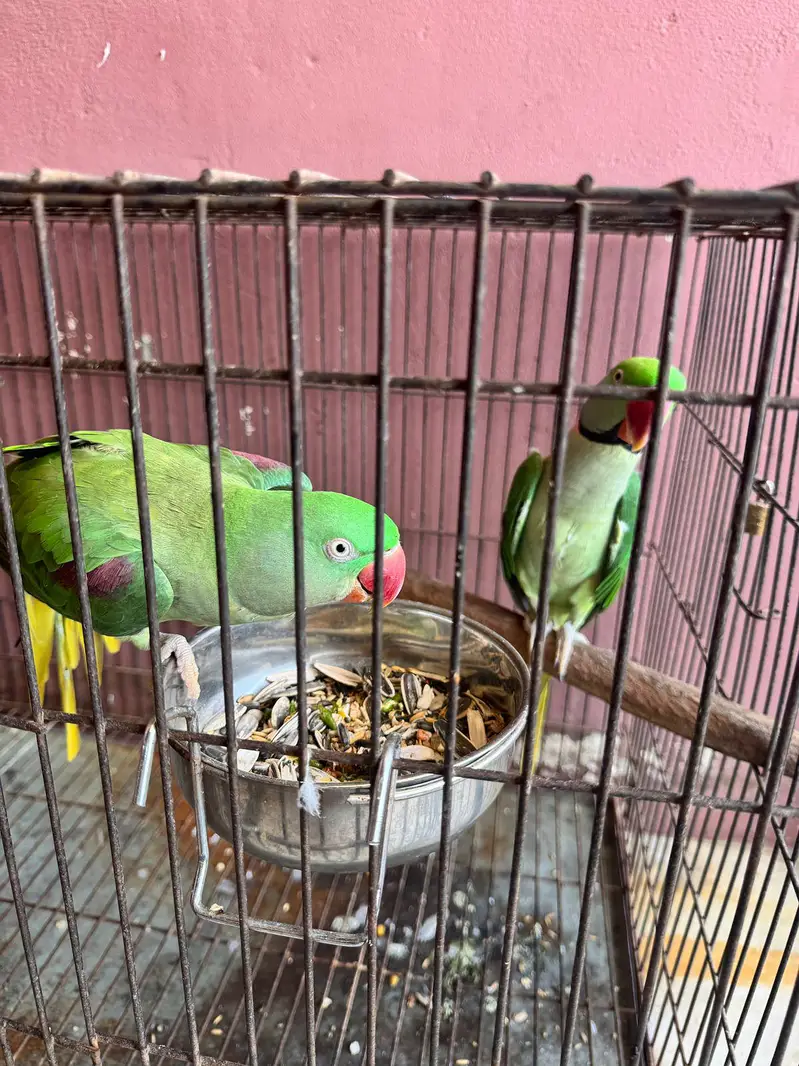 Beautiful Parrots for Sale – Healthy & Active — photo 2