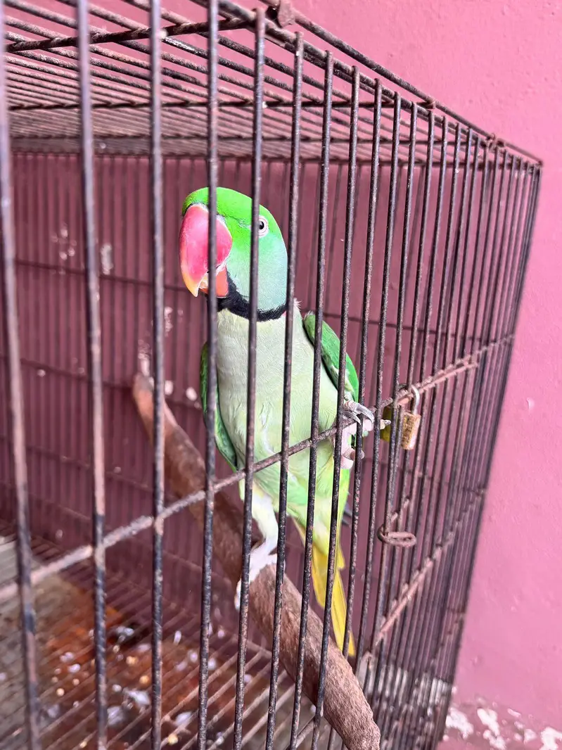 Beautiful Parrots for Sale – Healthy & Active — photo 3