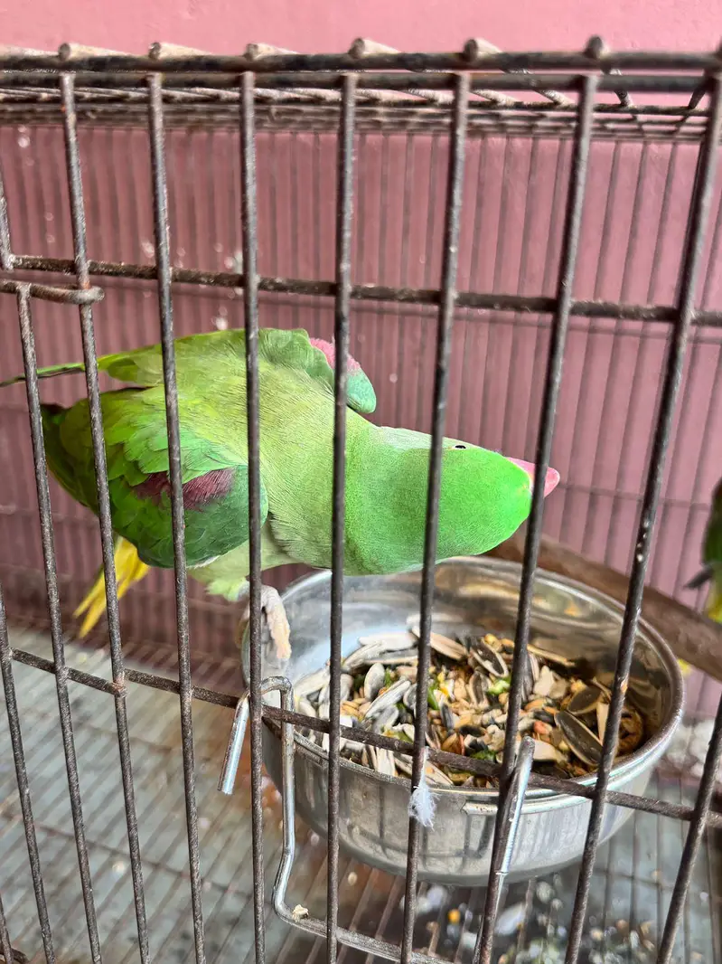 Beautiful Parrots for Sale – Healthy & Active — photo 4