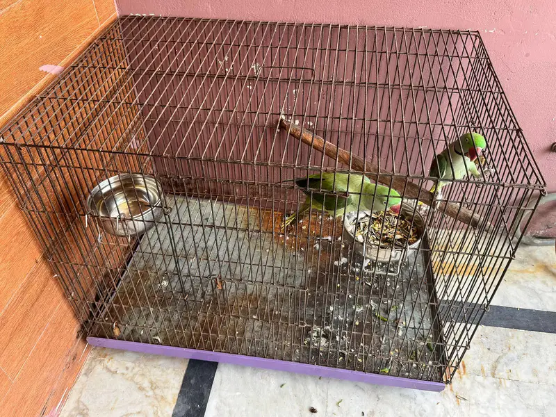 Beautiful Parrots for Sale – Healthy & Active — photo 5