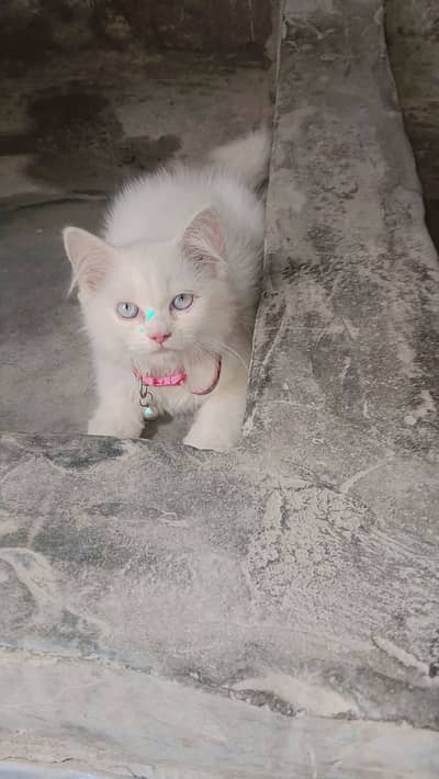 Cat, Russian kitten, Baby face, Pet