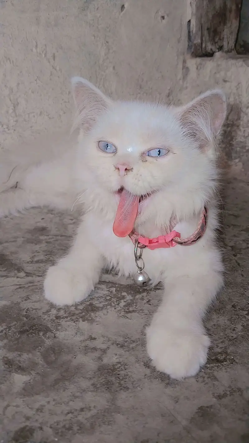 Cat, Russian kitten, Baby face, Pet — photo 2