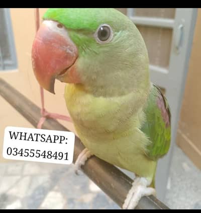 kashmiri raw parrot